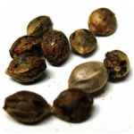 Семена марихуаны АК-47  (Seeds AK-47) в Зверево